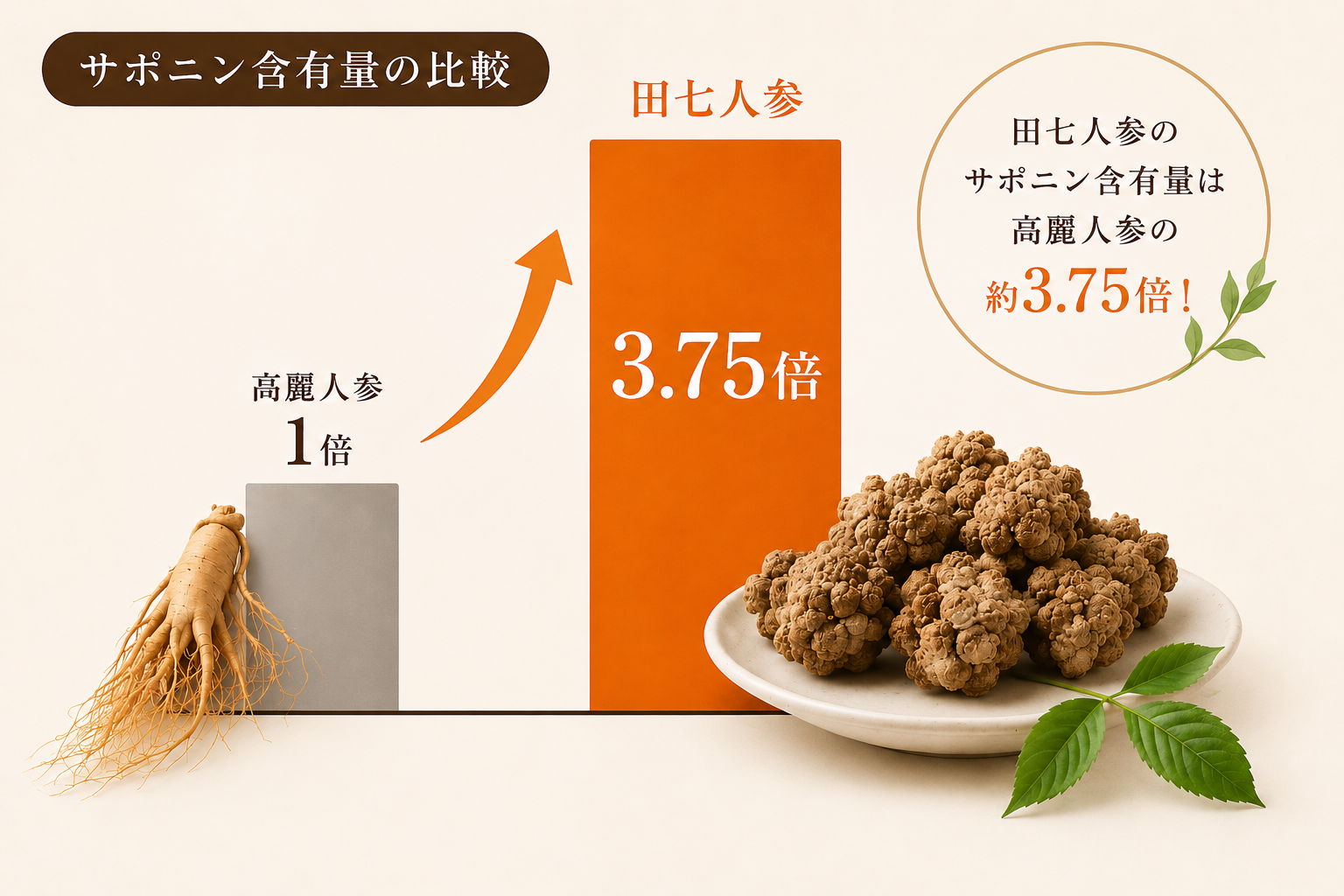 田七人参と高麗人参のサポニン比較