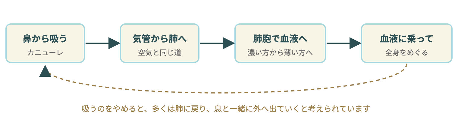吸った水素が体の中でたどる道(考え方を簡単に表した図)